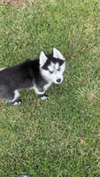 Azula, a female Siberian Husky for sale in Roseville, CA – Photo 4 of 4