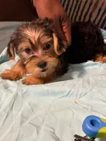 Ralph, a male Silky Terrier and Yorkshire Terrier for sale in Rochester, NY – 1 of 1