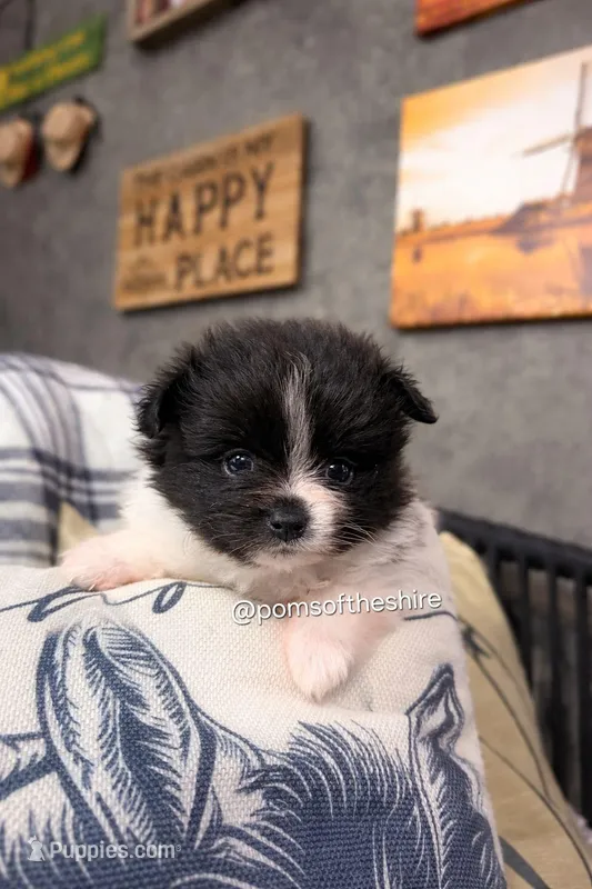 Balin – Pomeranian puppy for sale in Boca Raton, FL