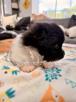 Balin, a male Pomeranian for sale in Boca Raton, FL – Photo 4 of 5