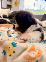 Balin, a male Pomeranian for sale in Boca Raton, FL – Photo 5 of 5