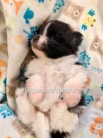 Balin, a male Pomeranian for sale in Boca Raton, FL – Photo 3 of 5