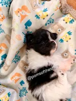 Balin, a male Pomeranian for sale in Boca Raton, FL – Photo 2 of 5