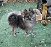 Beren, a male Pomeranian for sale in Boca Raton, FL – Photo 1 of 5