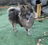 Beren, a male Pomeranian for sale in Boca Raton, FL – Photo 3 of 5