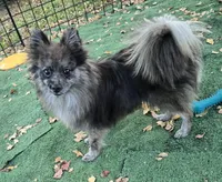 Beren, a male Pomeranian for sale in Boca Raton, FL – Photo 5 of 5