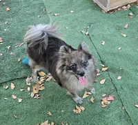 Beren, a male Pomeranian for sale in Boca Raton, FL – Photo 2 of 5