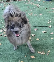 Beren, a male Pomeranian for sale in Boca Raton, FL – Photo 4 of 5