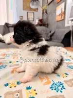 Rosie, a female Pomeranian for sale in Boca Raton, FL – Photo 4 of 7