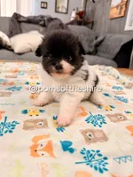 Rosie, a female Pomeranian for sale in Boca Raton, FL – Photo 5 of 7