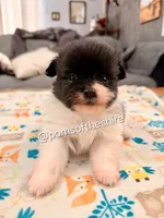 Rosie, a female Pomeranian for sale in Boca Raton, FL – Photo 1 of 7