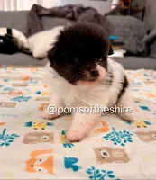 Rosie, a female Pomeranian for sale in Boca Raton, FL – Photo 7 of 7