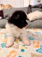 Rosie, a female Pomeranian for sale in Boca Raton, FL – Photo 6 of 7