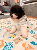 Rosie, a female Pomeranian for sale in Boca Raton, FL – Photo 2 of 7