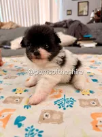 Rosie, a female Pomeranian for sale in Boca Raton, FL – Photo 3 of 7