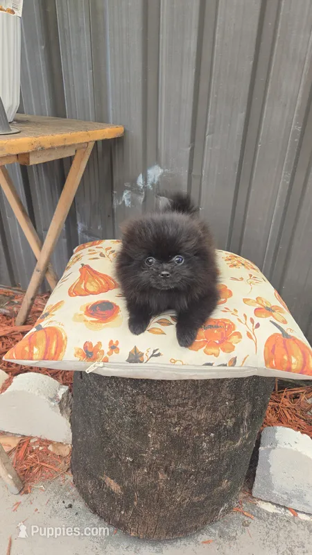 Vicky – Pomeranian puppy for sale in Boca Raton, FL
