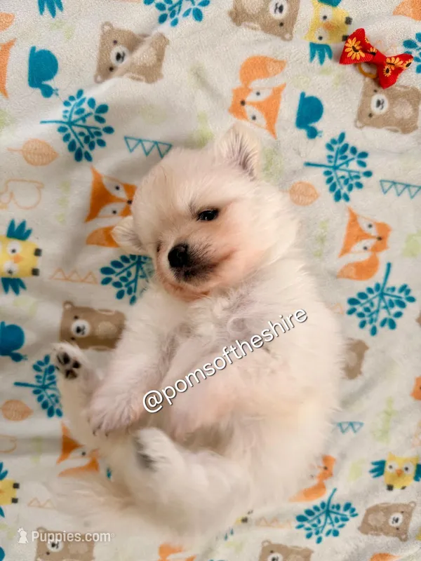 Éowyn – Pomeranian puppy for sale in Boca Raton, FL