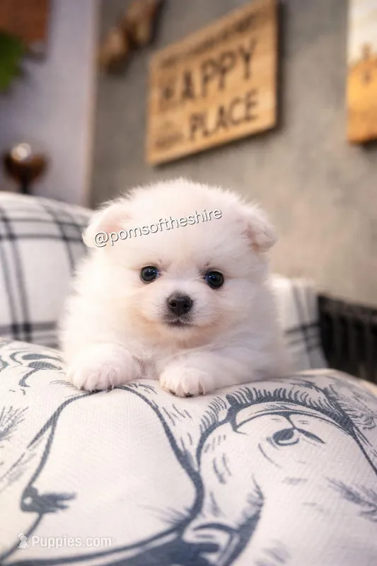 Éowyn – Pomeranian puppy for sale in Boca Raton, FL