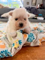 Éowyn, a female Pomeranian for sale in Boca Raton, FL – Photo 4 of 4