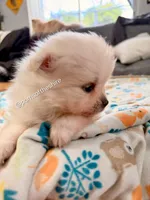 Éowyn, a female Pomeranian for sale in Boca Raton, FL – Photo 3 of 4