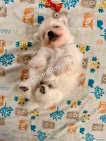 Éowyn, a female Pomeranian for sale in Boca Raton, FL – Photo 2 of 4