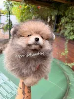 Morwen, a female Pomeranian for sale in Boca Raton, FL – Photo 1 of 4