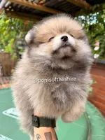 Morwen, a female Pomeranian for sale in Boca Raton, FL – Photo 4 of 4