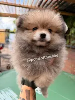 Morwen, a female Pomeranian for sale in Boca Raton, FL – Photo 3 of 4