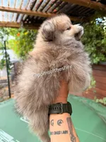 Morwen, a female Pomeranian for sale in Boca Raton, FL – Photo 2 of 4