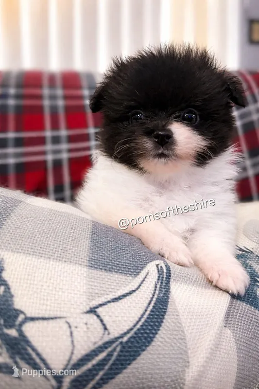 Rosie – Pomeranian puppy for sale in Boca Raton, FL