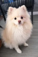 Sam, a male Pomeranian for sale in Boca Raton, FL – Photo 3 of 3