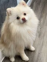 Sam, a male Pomeranian for sale in Boca Raton, FL – Photo 2 of 3