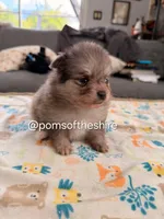 Melian, a female Pomeranian for sale in Boca Raton, FL – Photo 2 of 5