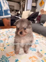 Melian, a female Pomeranian for sale in Boca Raton, FL – Photo 1 of 5