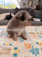 Melian, a female Pomeranian for sale in Boca Raton, FL – Photo 4 of 5