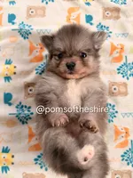 Melian, a female Pomeranian for sale in Boca Raton, FL – Photo 5 of 5