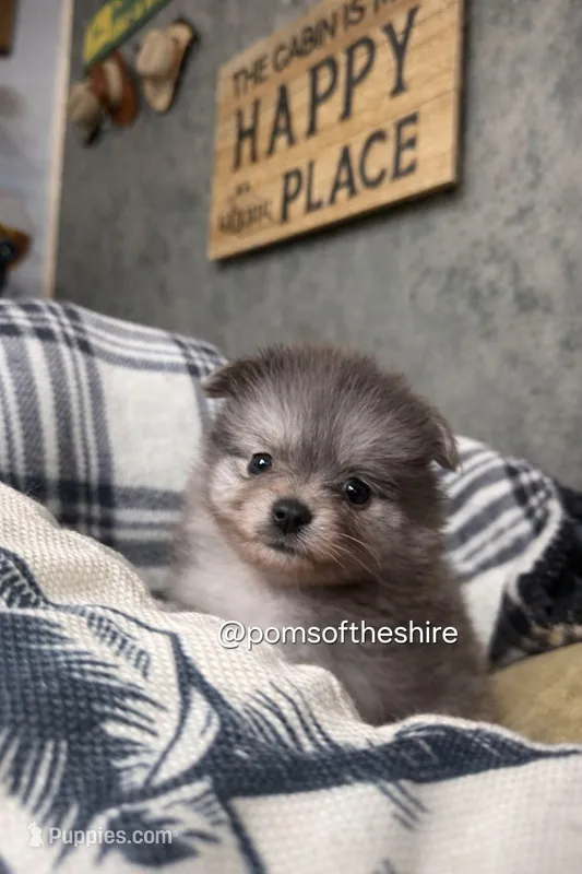 Melian – Pomeranian puppy for sale in Boca Raton, FL