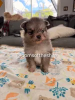 Melian, a female Pomeranian for sale in Boca Raton, FL – Photo 3 of 5