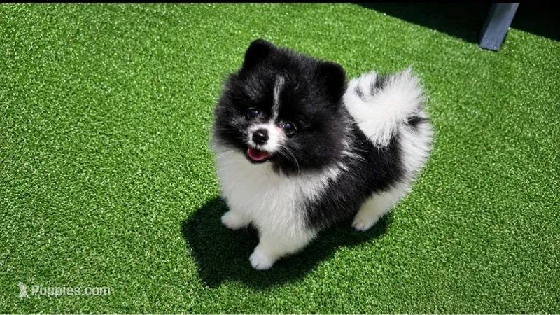Bae – Pomeranian puppy for sale in Boca Raton, FL