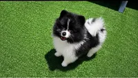 Bae, a male Pomeranian for sale in Boca Raton, FL – 1 of 1