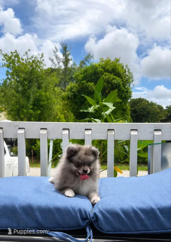 Meli – Pomeranian puppy for sale in Boca Raton, FL