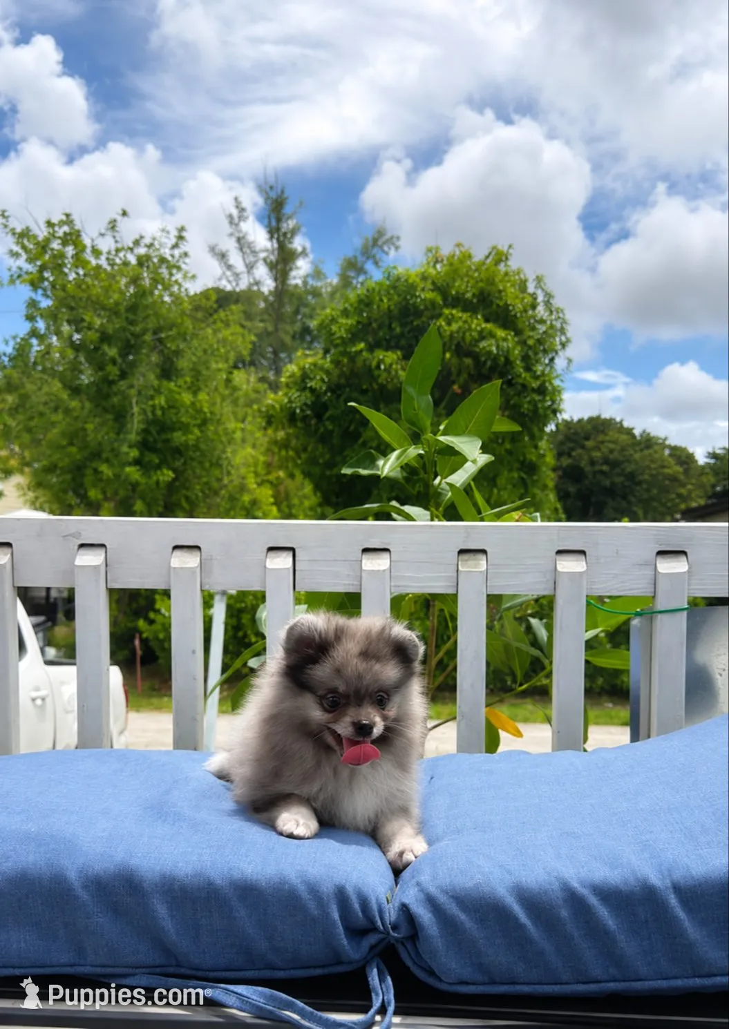Meli, a female Pomeranian for sale in Boca Raton, FL – 1 of 1