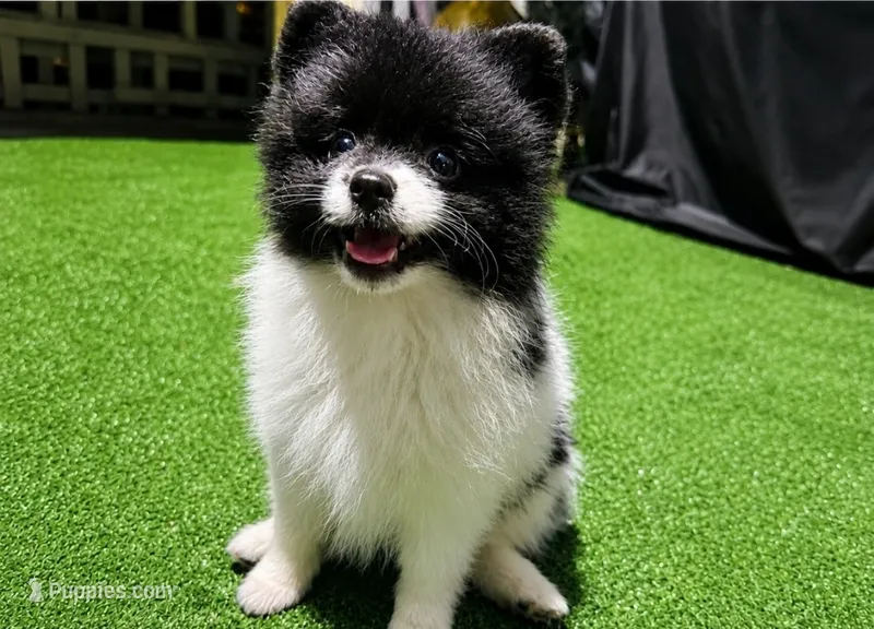 Rosa – Pomeranian puppy for sale in Boca Raton, FL