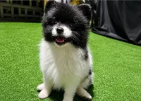 Rosa, a female Pomeranian for sale in Boca Raton, FL – 1 of 1