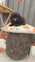 Vicky, a female Pomeranian for sale in Boca Raton, FL – 2 of 2