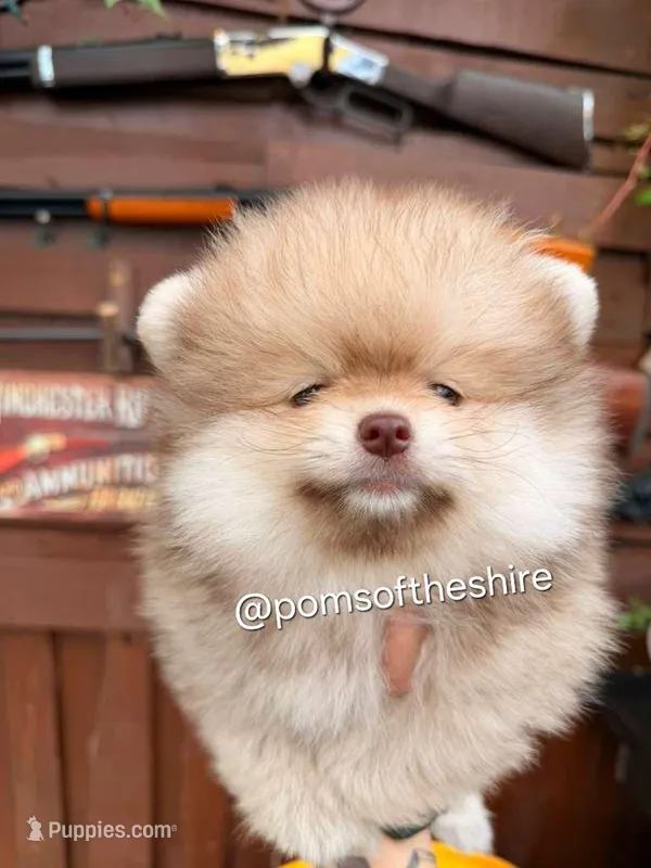 Faramir – Pomeranian puppy for sale in Boca Raton, FL