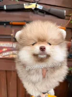 Faramir, a male Pomeranian for sale in Boca Raton, FL – Photo 1 of 5