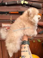 Faramir, a male Pomeranian for sale in Boca Raton, FL – Photo 2 of 5