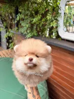 Faramir, a male Pomeranian for sale in Boca Raton, FL – Photo 4 of 5