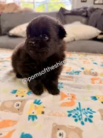 Varda, a female Pomeranian for sale in Boca Raton, FL – Photo 5 of 8
